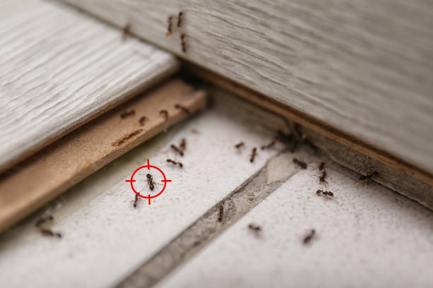 Best Local Pest Control Services  in Advae, NC