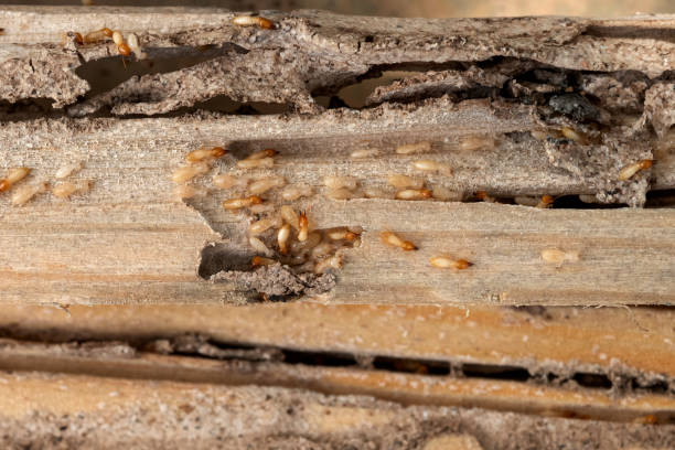 Best Wasp Removal Services  in Advae, NC
