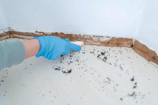 Best Residential Pest Control  in Advae, NC